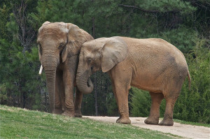 elephant adoption